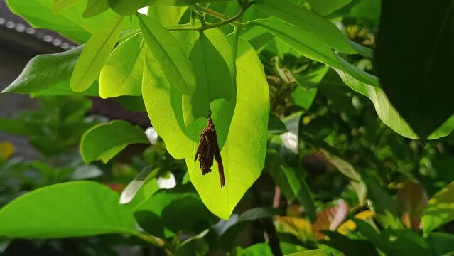 small insect cocoons on green leaves closeup time lapse footage, or as a background or overlay 4K