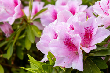 散歩で見かけた公園のピンクのツツジ