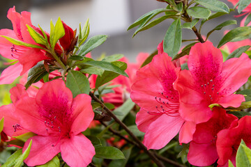 Obraz premium 散歩で見かけた公園の赤いツツジ