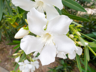 Floral Details: Exploring the Beauty of White Oleander in Macro.