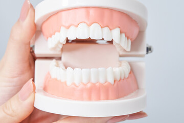 歯列模型を持つ女性の手元 - obrazy, fototapety, plakaty