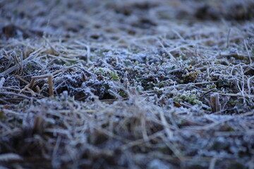 霜のおりた野原