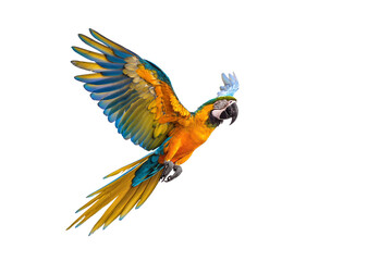 Fototapeta premium Macaw parrot on a transparent background from die cutting, PNG
