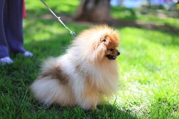 Fawn German Spitz Klein dog sitting in grass on leash