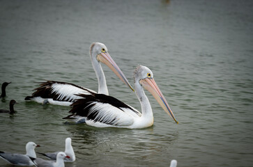 pelicans swimming in the water