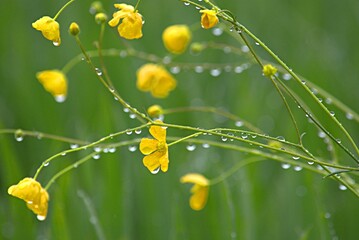 yellow wildflowers buttercups with raindrops on a field in the rain