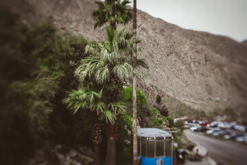 Palm trees in the wind