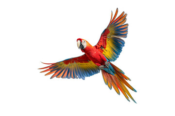 Obraz premium Macaw parrot on a transparent background from die cutting, PNG