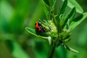 アブラムシを食べるナナホシテントウ
