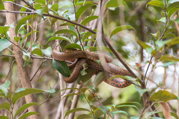 木の枝で休むアオダイショウ
