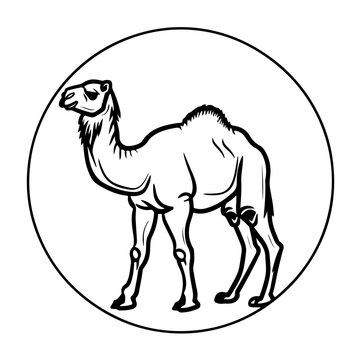 recommend clip art: Asian Camel