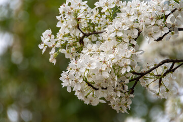 満開のマメナシの花