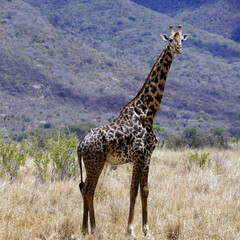 Curious giraffe standing amid dry grassland with hills in the background