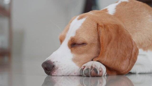 A cute beagle puppy sleeping on the floor of the house. Dog pet lover concept
