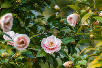 美しいツバキの花