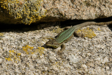 Naklejka na ściany i meble Iberian wall lizard basking in sun on wall in Portugal