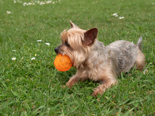 Yorkshire Terrier dog, lying on grass in park with ball in mouth.