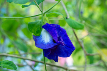 Butterfly pea that grows naturally