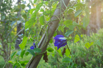 Butterfly pea that grows naturally