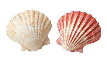 pink seashell isolated on transparent background cutout