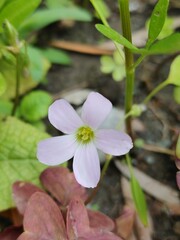 pink flower in the garden