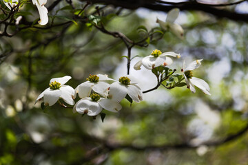 白い花