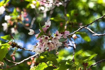 散り行くソメイヨシノ