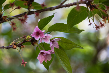 桜