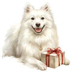 Cute American Eskimo Dog With Gift Box In Watercolor - obrazy, fototapety, plakaty