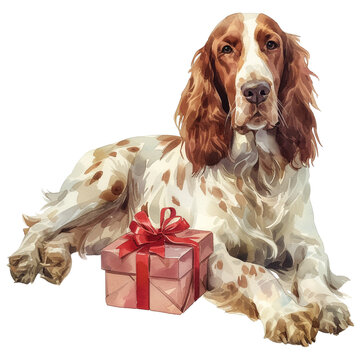 Cute English Setter With Gift Box In Watercolor Style