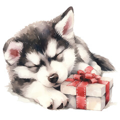 Fototapeta premium Cute Siberian Husky With Gift Box In Watercolor Style