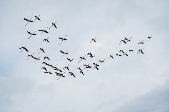 flock of birds seagulls