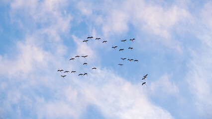 Fototapeta premium flock of seagulls