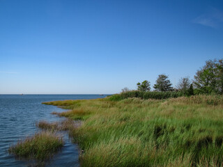 Grass along the ocean
