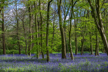 Blue Bells at Epping forest, Wanstead Park.