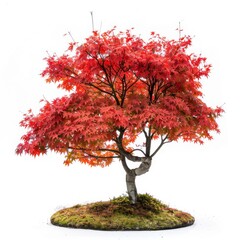 isolated Japanese Maple  