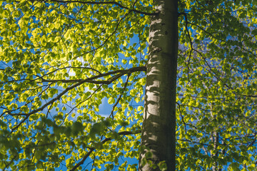 Spring forest details, young foliage on the trees and shadows of the leaves on the trunk