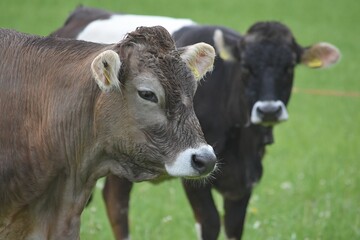 two cows in a pasture close-up