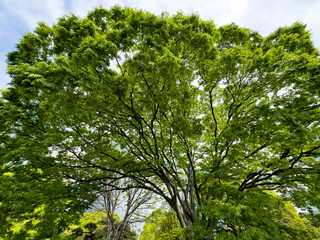 都心散歩　初夏の浜離宮　新緑の息吹