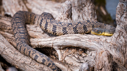 Diamondback Watersnake 
