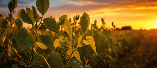 soybean field examining crop at sunset, - obrazy, fototapety, plakaty