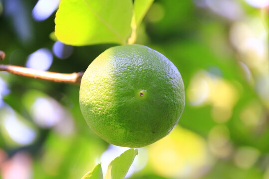 A close-up of green plums and olives hanging on branches with fresh green leaves