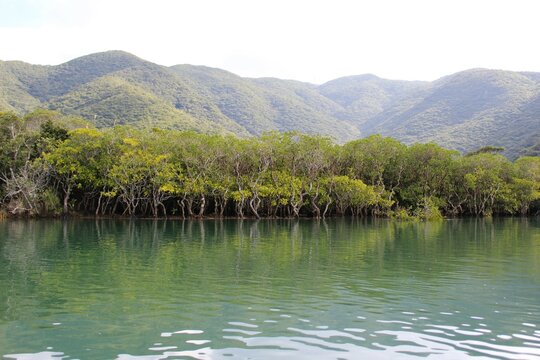 Dense mangrove forest in Amami Oshima Island