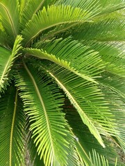 Cycas tree or Cycas palm, Cycad ( Cycas revoluta Thun ). Feather-shaped leaves are arranged in...