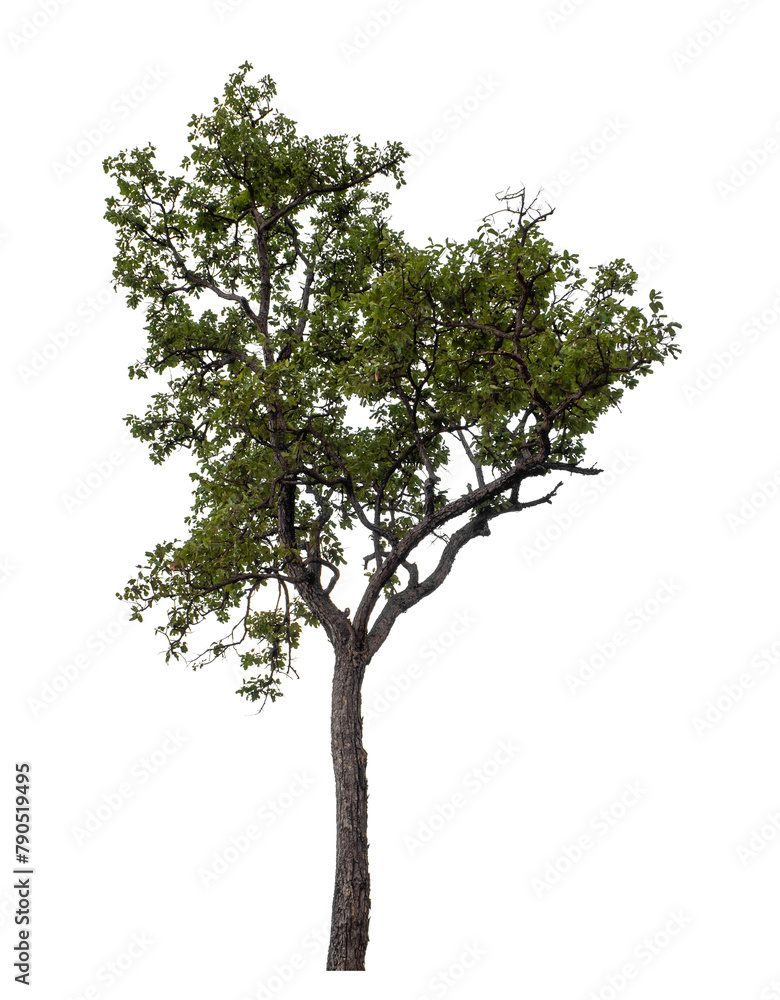 Aufkleber tree isolated on transparent background with clipping path, single tree with clipping path and alpha