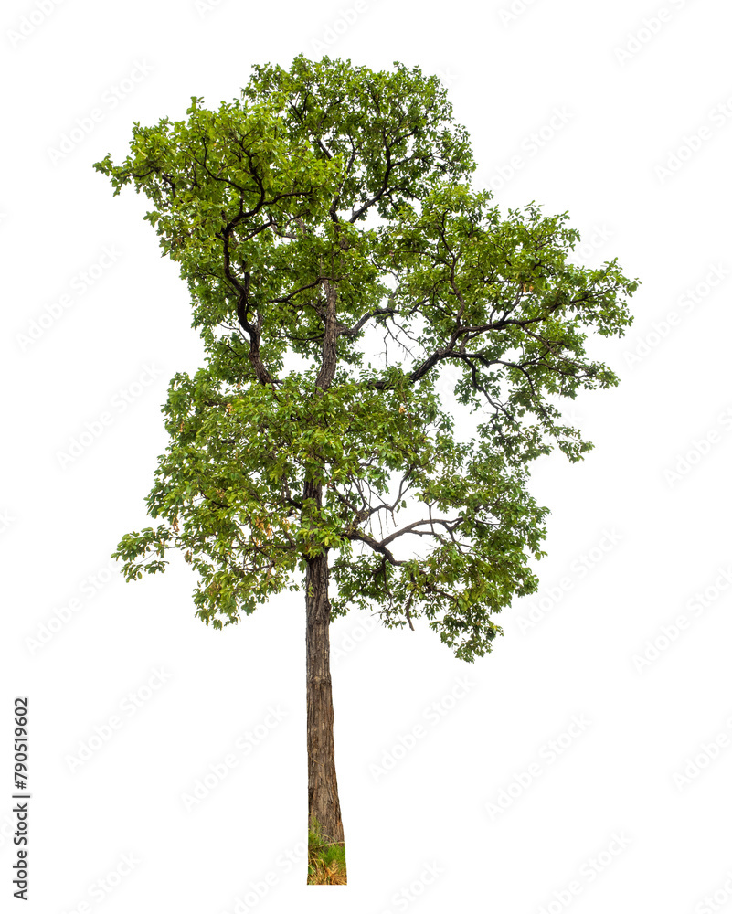 Aufkleber Green tree on transparent background with clipping path, single tree with clipping path and alpha channel