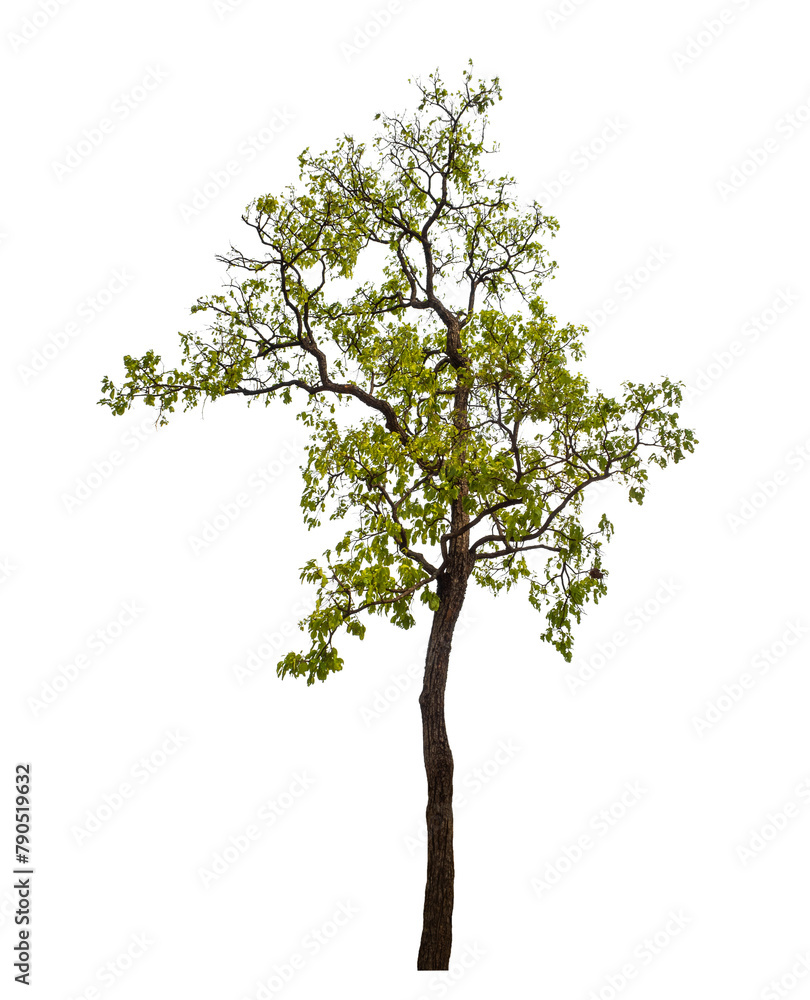 Poster green tree on transparent background with clipping path, single tree with clipping path and alpha ch