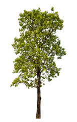 Green tree on transparent background with clipping path, single tree with clipping path and alpha...