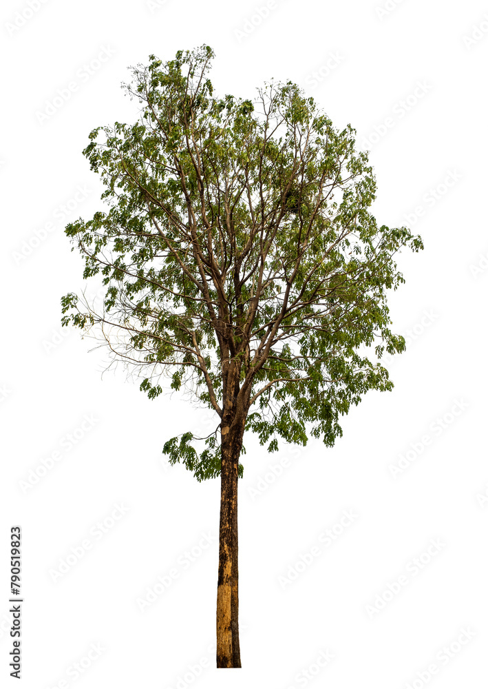 Poster tree on transparent background with clipping path, single tree with clipping path and alpha channel