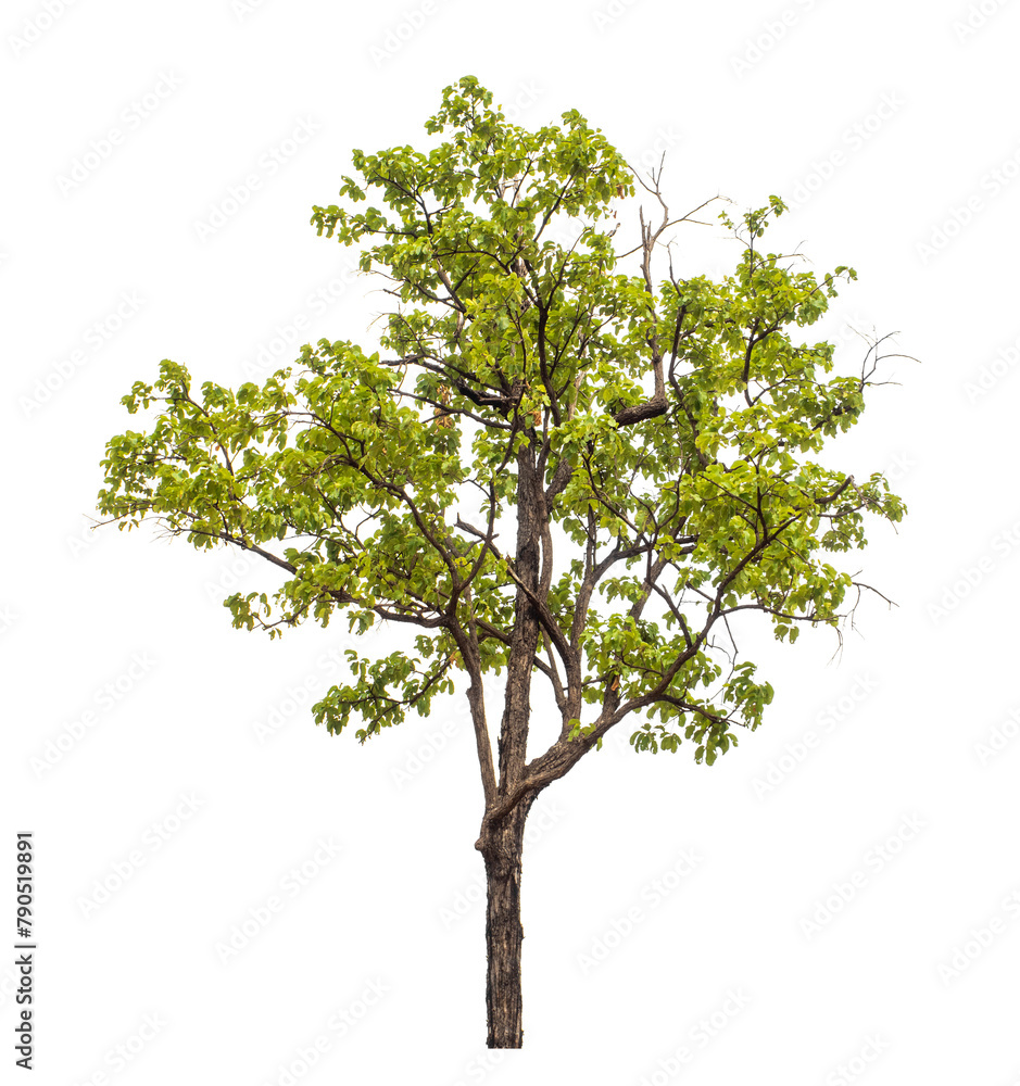 Poster green tree on transparent background with clipping path, single tree with clipping path and alpha ch